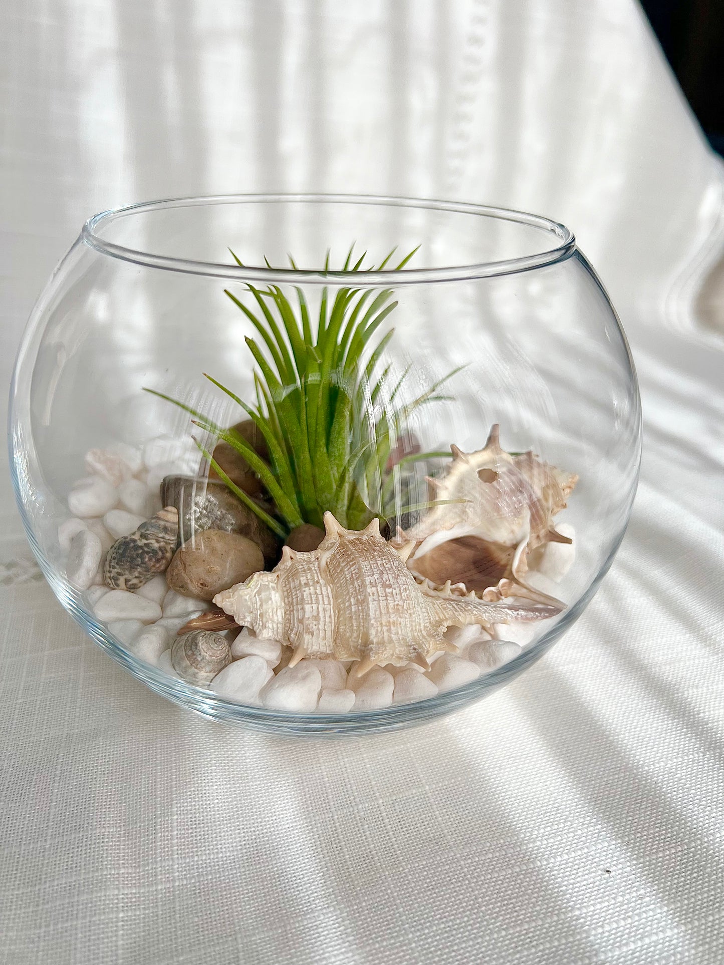 Beach Terrariums - coming soon