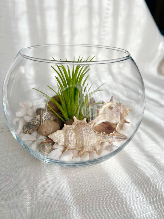 Beach Terrariums - coming soon