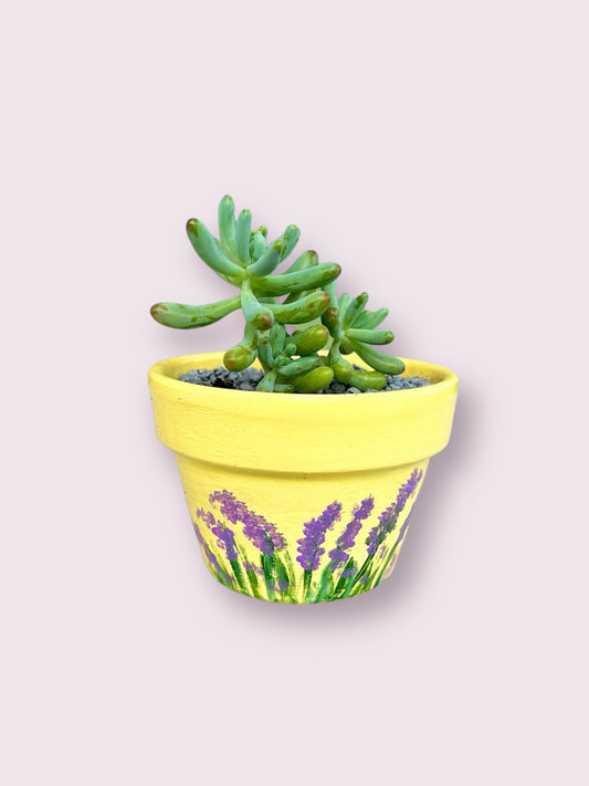 Yellow Lavender Pot